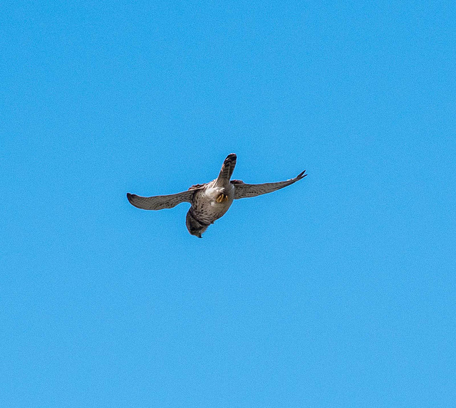 A kestrel hunting over Caldy