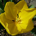 Corolle de tulipe