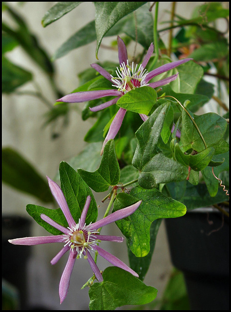 Passiflora sanguinea (1)