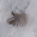 Snow Feather