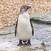 Penguin (3)