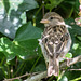 A sparrow at Thurstaston