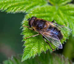 Hoverfly macro