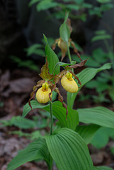 Cypripedium parviflorum var parviflorum (Small Yellow Lady's-slipper orchid)