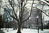 Boston Public Garden (3)