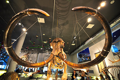 Naturalis 2015 – Mammoth