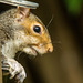 A squirrel taking advantage of the bird feeders