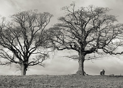 Trees at Lyme Park