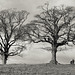 Trees at Lyme Park