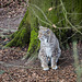 20160303 0167VRAw [D~BI] Eurasischer Luchs (Felis lynx), Tierpark Olderdissen, Bielefeld