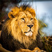 Iblis,  the Chester Zoo lion