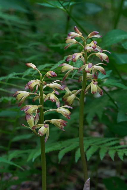 Aplectrum hyemale (Puttyroot orchid)