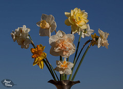 110/366: Dazzling Daffodil Display