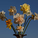 110/366: Dazzling Daffodil Display