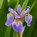 Iris at Olds College Botanical Gardens and Wetlands
