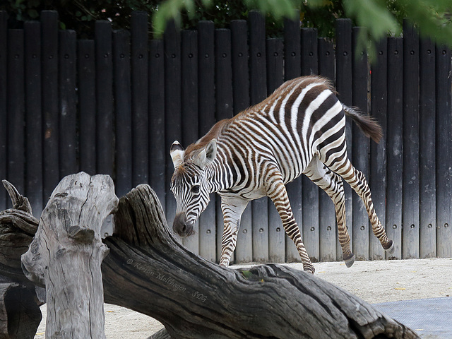 Zebra startet durch VI (Zoo Karlsruhe)