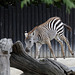 Zebra startet durch VI (Zoo Karlsruhe)
