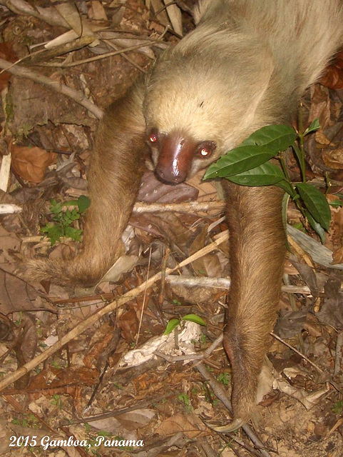 114 Two-Toed Sloth