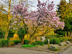 Colourful Magnolia