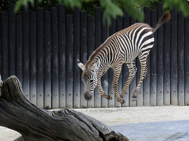 Zebra startet durch V (Zoo Karlsruhe)