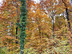 Immergrün und Herbstfarben
