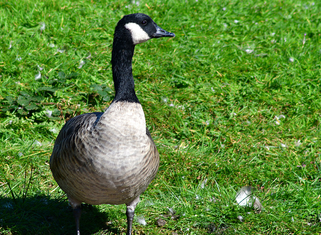 Canada Goose.