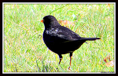 Blackbird!