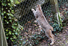 20160303 0169VRAw [D~BI] Eurasischer Luchs (Felis lynx), Tierpark Olderdissen, Bielefeld