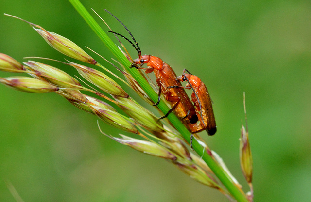 Soldier Beetles. Rhagonycha Fulva