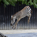 Zebra startet durch IV (Zoo Karlsruhe)