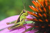 grasshopper echincacea DSC 9087