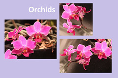 Orchid collage using Paint