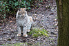 20160303 0170VRAw [D~BI] Eurasischer Luchs (Felis lynx), Tierpark Olderdissen, Bielefeld