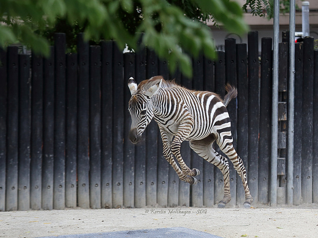 Zebra startet durch III (Zoo Karlsruhe)