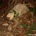 115 Two-Toed Sloth