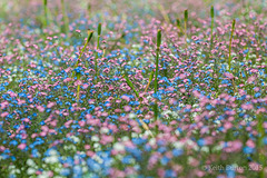Clouds of flowers