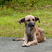 Dog at Bloody Bay Recreation Centre, Tobago, Day 2