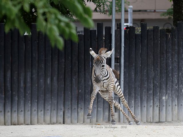 Zebra startet durch II (Zoo Karlsruhe)