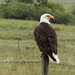 My first Bald Eagle on a fence post