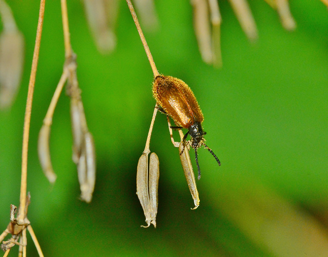 Darkling Beetle. Lagria hirta
