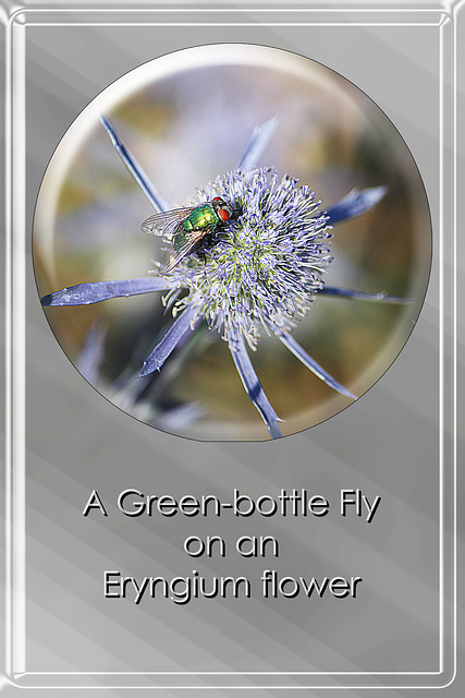 Green-bottle fly on Eryngium -  East Blatchington - 14.7.2018