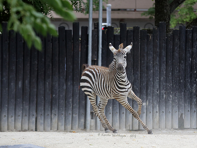 Zebra startet durch I (Zoo Karlsruhe)