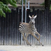 Zebra startet durch I (Zoo Karlsruhe)