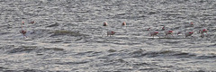 Flamingos at sea