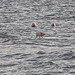 Flamingos at sea