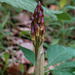 Aplectrum hyemale (Puttyroot orchid) flower spike