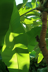 Backlit banana leaf and T Rex