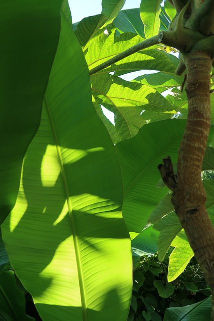 Backlit banana leaf and T Rex
