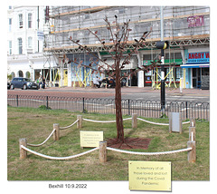 Bexhill Covid Memorial Tree of Hope -  10 9 2022