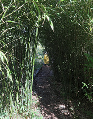 Bamboo tunnel